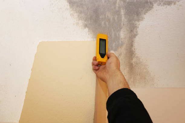 Trusted Glencoe, MN Mold Removal Experts